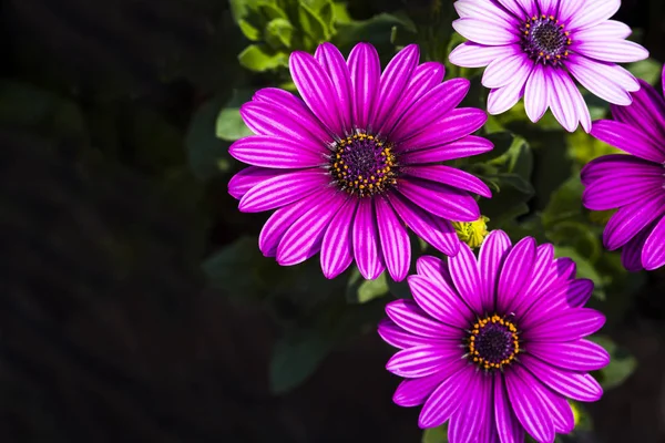 Kosmos Blommor Naturen Trädgård — Stockfoto