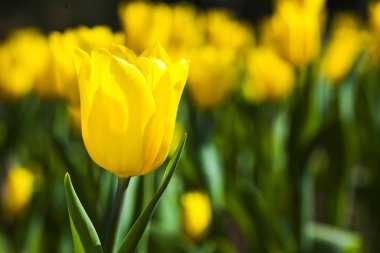 Bahçedeki güzel lale çiçeği