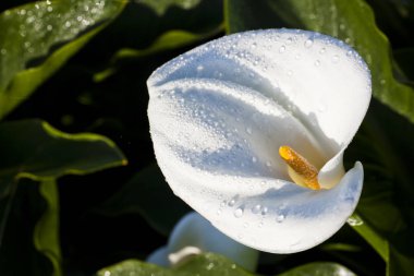Calla lily alan bahçede çiçek açan güzel beyaz Calla lily çiçek. 