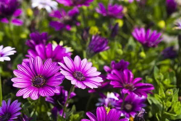 Kosmos Blommor Naturen Trädgård — Stockfoto