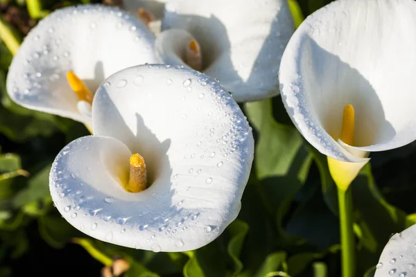 Hermoso Blanco Flores Lirio Calla Floreciendo Jardín Campo Lirio Calla — Foto de Stock