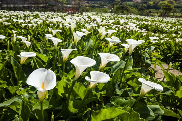 Calla lily alan bahçede çiçek açan güzel beyaz Calla lily çiçek. 