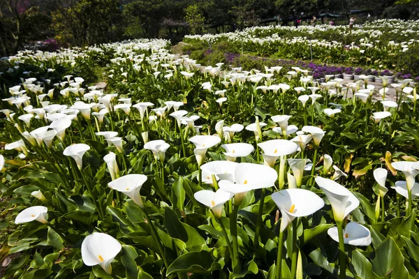Lindas Flores Lírio Branco Calla Florescendo Jardim Campo Lírio Calla — Fotografia de Stock