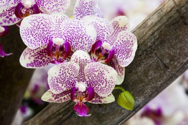 Pembe Orkide Bahçe içinde closeup