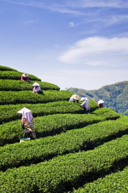 Çay yaprakları çay plantasyon içinde toplama kadın.
