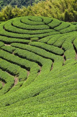  çay plantasyon dağın içinde