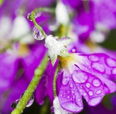 Dewdrops closeup ile taze mor çiçek. 