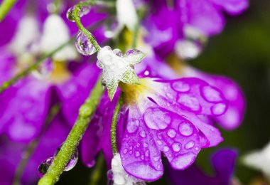 Dewdrops closeup ile taze mor çiçek. 