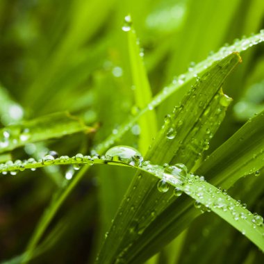 Dewdrops tatlı taze yeşil çim. 