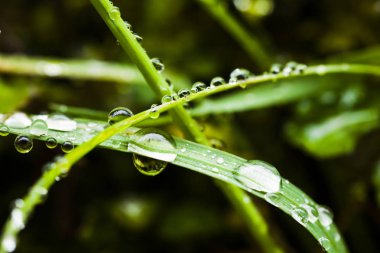 Dewdrops tatlı taze yeşil çim. 