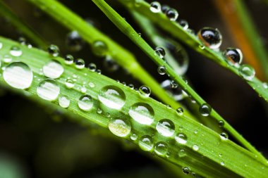 Dewdrops tatlı taze yeşil çim. 