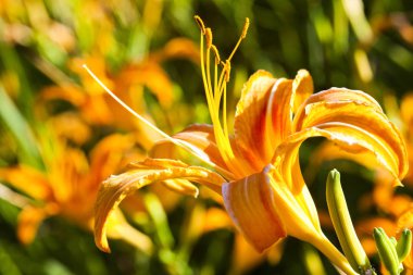 Yakın çekim daylily