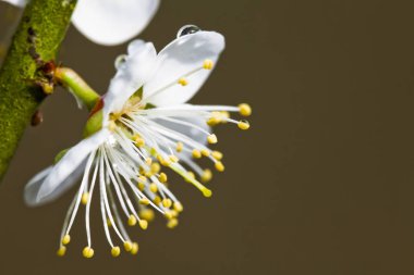 bahçede çiçek açan Erik çiçekleri