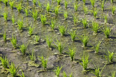 Tarlalarda pirinç fideleri