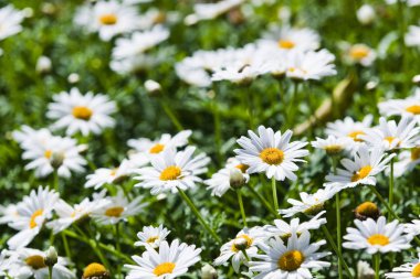 Papatya çiçekler yaprağın yaprakları, açık bahçe ile.