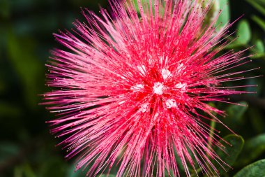 Calliandra surinamensis, aile mimozezi, yaygın adı Pembe Pudra Puf çiçeği..