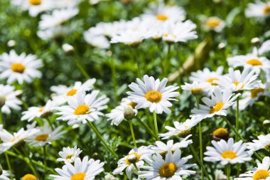 Papatya çiçekler yaprağın yaprakları, açık bahçe ile.