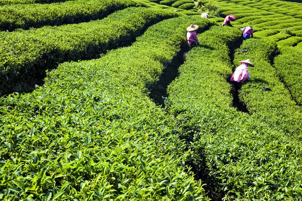 Woman picking tea leaves in a tea plantation.