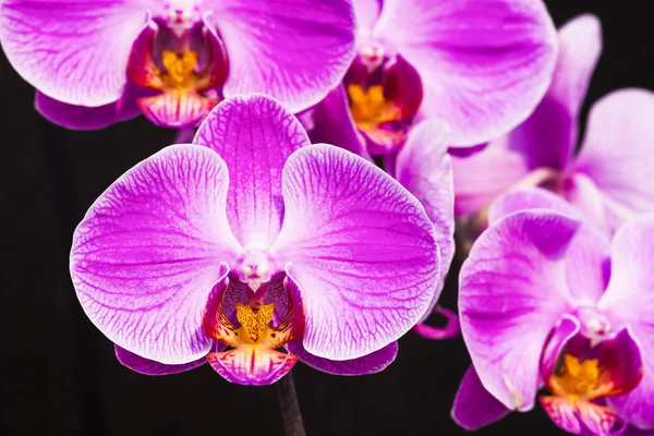 Primo Piano Orchidea Rosa Nel Giardino — Foto Stock