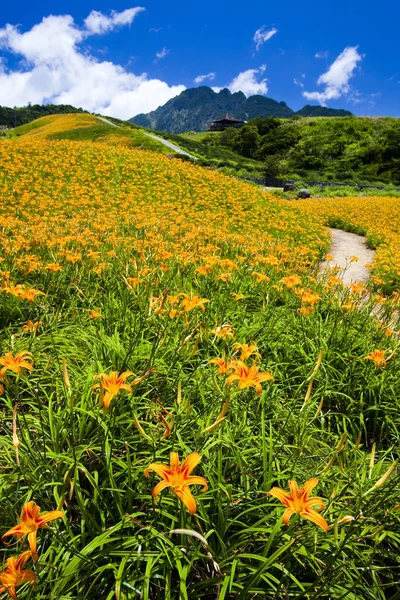 Красивая Цветущая Гора Востоке Тайваня — стоковое фото
