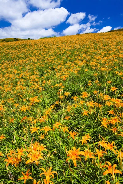 Bella Montagna Fiorita Diurna Taiwan Orientale — Foto Stock