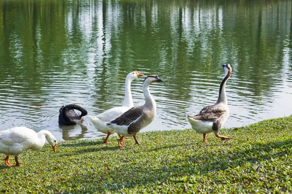 Goose Walking Park — Stock Photo, Image