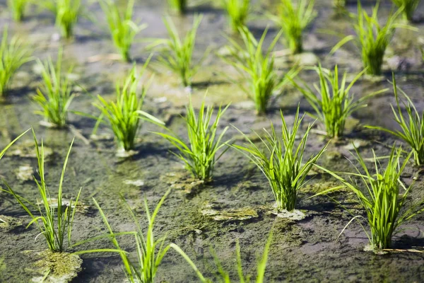 Rice seedlings in the fields