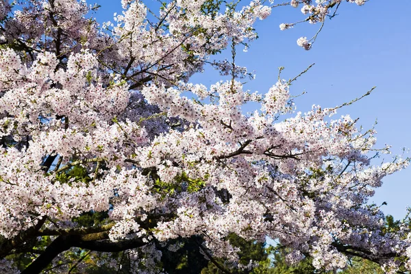 Schöne Kirschblüte Garten — Stockfoto