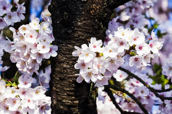 Hermosa Flor Cerezo Jardín — Foto de Stock