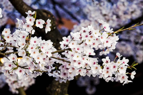 Belle Fleur Cerisier Dans Jardin — Photo