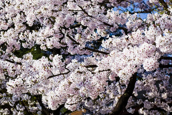 Hermosa Flor Cerezo Jardín — Foto de Stock