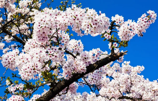 Schöne Kirschblüte Garten — Stockfoto