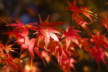 Güzel kırmızı akçaağaç yaprakları ve ağaç Sonbahar sezonu