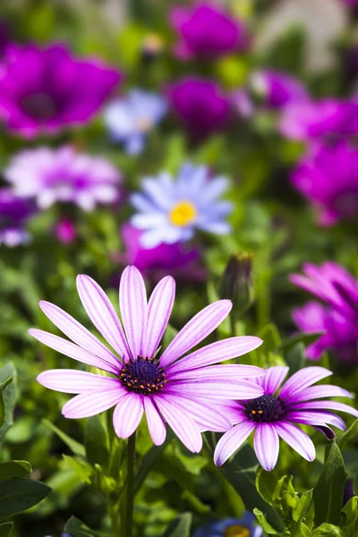 Fleurs Marguerite Sur Nature Jardin Extérieur — Photo