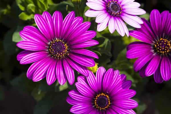 Daisy Blommor Naturen Trädgård — Stockfoto