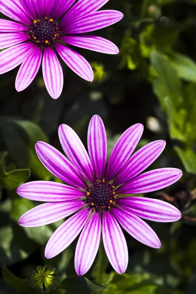 Daisy Blommor Naturen Trädgård — Stockfoto