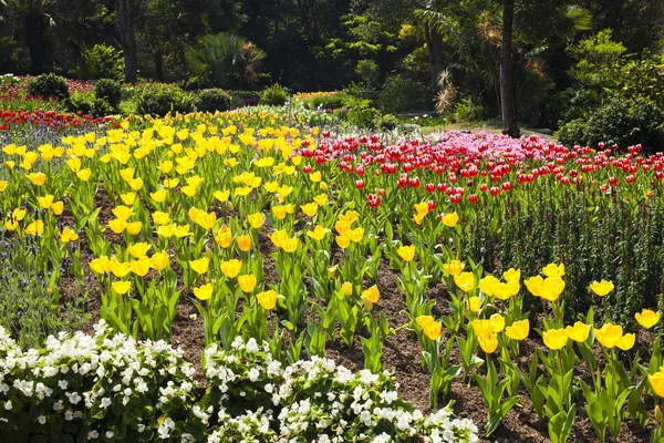 Beautiful Tulip Flower Garden — Stock Photo, Image