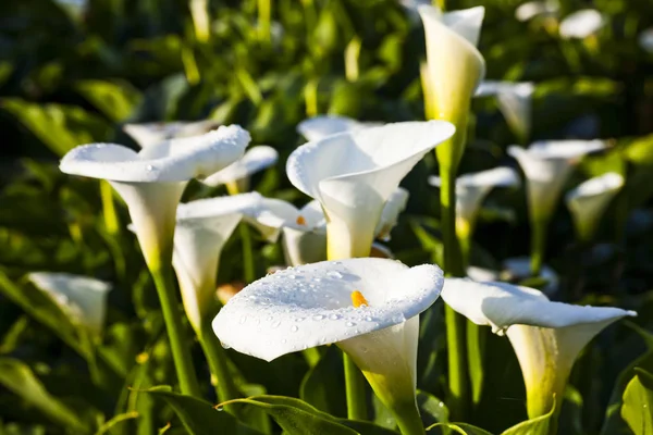 Lindas Flores Lírio Branco Calla Florescendo Jardim — Fotografia de Stock