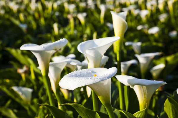 Lindas Flores Lírio Branco Calla Florescendo Jardim — Fotografia de Stock