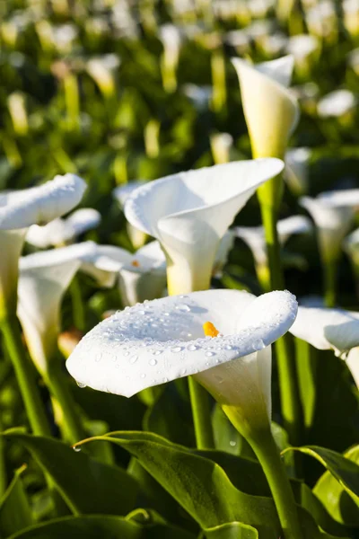 Vackra Vita Liljekonvaljer Blommar Trädgården — Stockfoto