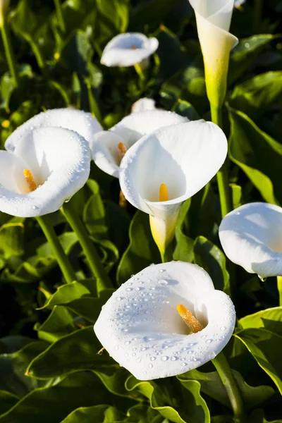 Hermosas Flores Nenúfar Blanco Que Florecen Jardín — Foto de Stock