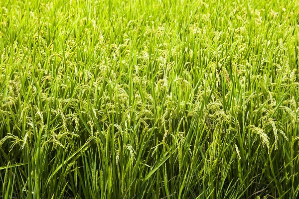 Rýže Plodiny Brzy Sklizeň — Stock fotografie