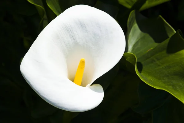 Schöne Weiße Calla Lilie Blüht Garten — Stockfoto