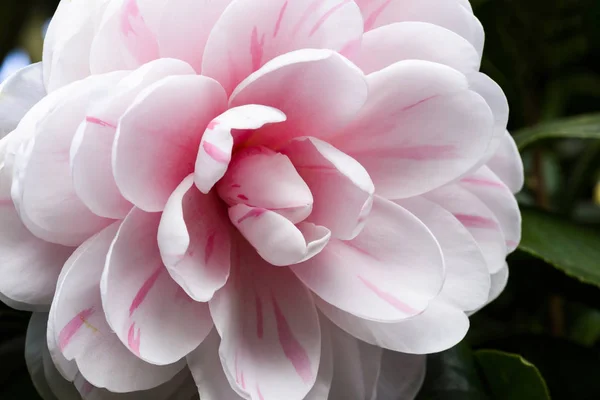 Pink with white Camellia flowers,beautiful pink with white flowers blooming in the garden in winter, closeup