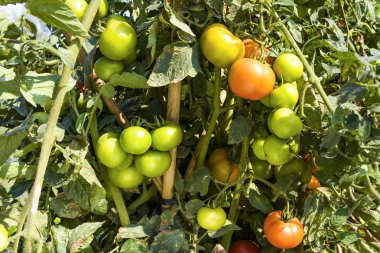 Taze kırmızı domates bitki çiftliğindeki üzerinde