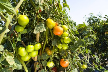 Taze kırmızı domates bitki çiftliğindeki üzerinde