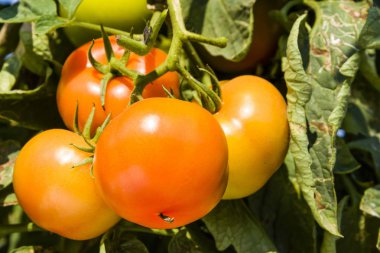 Taze kırmızı domates bitki çiftliğindeki üzerinde