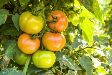 Taze kırmızı domates bitki çiftliğindeki üzerinde