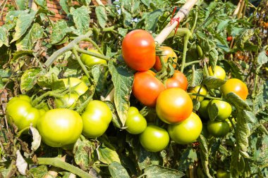Taze kırmızı domates bitki çiftliğindeki üzerinde