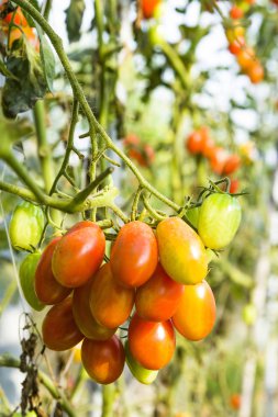 Taze organik tarım Ağaçta asılı domates Şubesi.